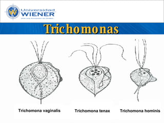 Parasitologia basica