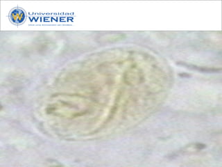 Parasitologia basica