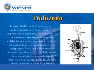 Parasitologia basica