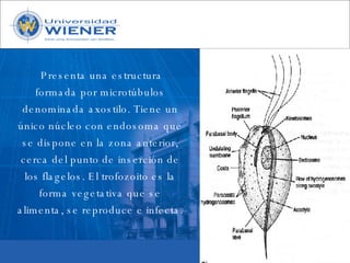 Parasitologia basica