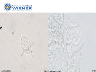 Parasitologia basica