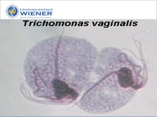 Parasitologia basica