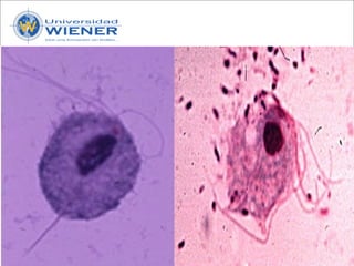 Parasitologia basica