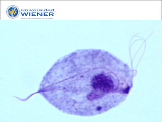 Parasitologia basica