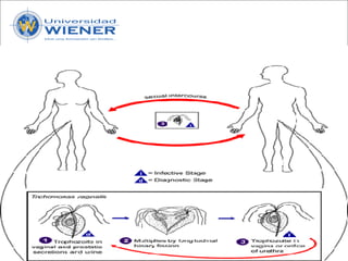 Parasitologia basica