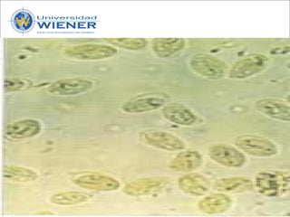 Parasitologia basica