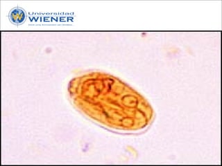 Parasitologia basica