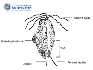 Parasitologia basica