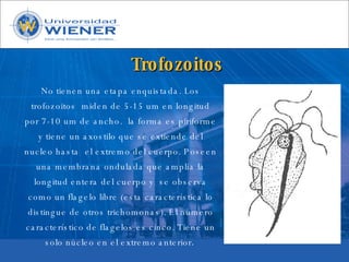 Parasitologia basica