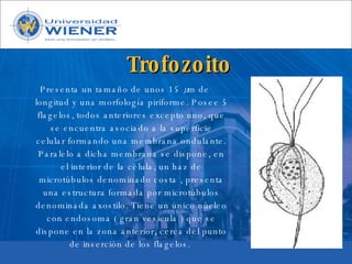 Parasitologia basica