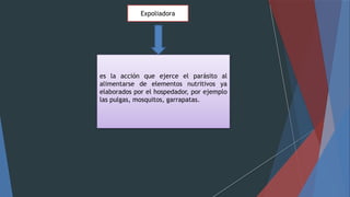 Expoliadora
es la acción que ejerce el parásito al
alimentarse de elementos nutritivos ya
elaborados por el hospedador, por ejemplo
las pulgas, mosquitos, garrapatas.
 