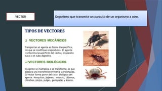 VECTOR Organismo que transmite un parasito de un organismo a otro.
 