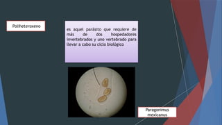 Poliheteroxeno
es aquel parásito que requiere de
más de dos hospedadores
invertebrados y uno vertebrado para
llevar a cabo su ciclo biológico
Paragonimus
mexicanus
 