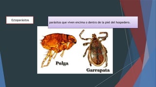 Ectoparásitos
parásitos que viven encima o dentro de la piel del hospedero.
 