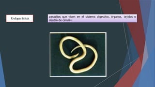 Endoparásitos
parásitos que viven en el sistema digestivo, órganos, tejidos o
dentro de células.
 