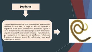 Parásito
Es aquel organismo que con el fin de alimentarse, reproducirse o
completar su ciclo vital, se aloja en otro ser, organismo u
hospedador, el cual puede ser una especie de animal o vegetal, ya
sea en el interior o el exterior de su cuerpo de modo permanente o
temporal, produciendo en él un daño aparente o bien el organismo
que vive a partir de otro organismo más grande, más evolucionado,
de una especie diferente a partir del cual se nutre y que puede
producirle o no lesiones
 