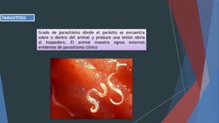 PARASITOSIS
Grado de parasitismo dónde el parásito se encuentra
sobre o dentro del animal y produce una lesión obvia
al hospedero. El animal muestra signos externos
evidentes de parasitismo clínico
 