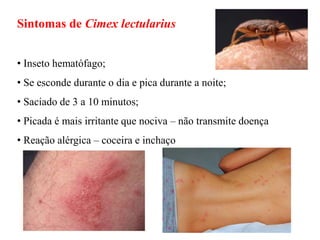 Sintomas de Cimex lectularius
• Inseto hematófago;
• Se esconde durante o dia e pica durante a noite;
• Saciado de 3 a 10 minutos;
• Picada é mais irritante que nociva – não transmite doença
• Reação alérgica – coceira e inchaço
 