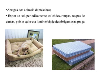 •Abrigos dos animais domésticos;
• Expor ao sol, periodicamente, colchões, roupas, roupas de
camas, pois o calor e a luminosidade desabrigam esta praga
 