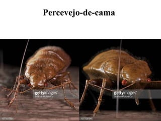 Percevejo-de-cama
 