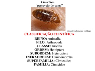 Cimicidae
“percevejo-de-cama”
Cimex lectularius ou bed bugs
CLASSIFICAÇÃO CIENTÍFICA
REINO: Animalia
FILO: Arthropoda
CLASSE: Insecta
ORDEM: Hemiptera
SUBORDEM: Heteroptera
INFRAORDEM: Cimicomorpha
SUPERFAMÍLIA: Cimicoidea
FAMÍLIA: Cimicidae
 