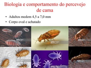 Biologia e comportamento do percevejo
de cama
• Adultos medem 4,5 a 7,0 mm
• Corpo oval e achatado
 