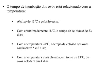 • O tempo de incubação dos ovos está relacionado com a
temperatura:
 Abaixo de 13ºC a eclosão cessa;
 Com aproximadamente 18ºC, o tempo de eclosão é de 23
dias;
 Com a temperatura 28ºC, o tempo de eclosão dos ovos
oscila entre 5 e 6 dias;
 Com a temperatura mais elevada, em torno de 23ºC, os
ovos eclodem em 4 dias.
 