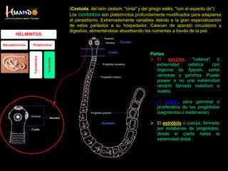 Parasitologia I | PDF