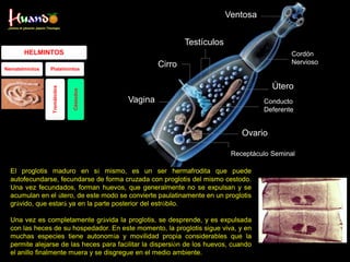 Parasitologia I | PDF