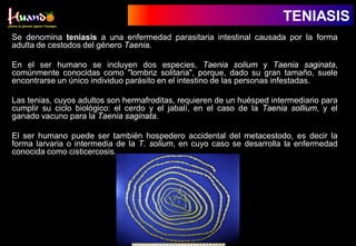 Se denomina teniasis a una enfermedad parasitaria intestinal causada por la forma
adulta de cestodos del género Taenia.
En el ser humano se incluyen dos especies, Taenia solium y Taenia saginata,
comúnmente conocidas como "lombriz solitaria", porque, dado su gran tamaño, suele
encontrarse un único individuo parásito en el intestino de las personas infestadas.
Las tenias, cuyos adultos son hermafroditas, requieren de un huésped intermediario para
cumplir su ciclo biológico: el cerdo y el jabalí, en el caso de la Taenia sollium, y el
ganado vacuno para la Taenia saginata.
El ser humano puede ser también hospedero accidental del metacestodo, es decir la
forma larvaria o intermedia de la T. solium, en cuyo caso se desarrolla la enfermedad
conocida como cisticercosis.
TENIASIS
 