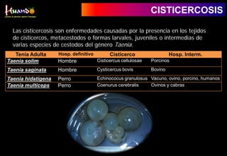 Las cisticercosis son enfermedades causadas por la presencia en los tejidos
de cisticercos, metacestodos o formas larvales, juveniles o intermedias de
varias especies de cestodos del género Taenia.
CISTICERCOSIS
Tenia Adulta Hosp. definitivo Cisticerco Hosp. Interm.
Taenia solim Hombre Cisticercus cellulosae Porcinos
Taenia saginata Hombre Cysticercus bovis Bovino
Taenia hidatígena Perro Echinococus granulosus Vacuno, ovino, porcino, humanos
Taenia multiceps Perro Coenurus cerebralis Ovinos y cabras
 