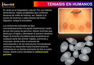 TENIASIS EN HUMANOS
El cerdo es el hospedador natural. Por sus hábitos
alimentarios, ingiere proglótidos que contienen
decenas de miles de huevos; así, debido a la
acción de enzimas y sales biliares del tracto
digestivo, rompe la oncosfera.
Los embriones activados se fijan
momentáneamente a la pared intestinal por medio
de sus tres pares de ganchos, liberan enzimas que
destruyen el tejido y atraviesan la barrera intestinal,
llegan al torrente circulatorio para localizarse en
cualquier parte del animal: hígado, pulmones y
músculos, donde sufre un proceso de
vesiculización y de ser estructuras microscópicas
continúan su desarrollo hasta transformarse en
cisticercos en un tiempo promedio de tres a cuatro
meses, dando como resultado la cisticercosis
porcina.
 