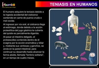 TENIASIS EN HUMANOS
El humano adquiere la teniasis debido a
la ingesta accidental del cisticerco
contenido en carne de puerco cruda o
mal cocida.
Al ingresar por vía oral, el cisticerco llega
al estómago, donde debido a la acción
proteolítica del jugo gástrico la cubierta
del quiste es parcialmente digerida.
Al pasar al intestino delgado, el
protoescólex contenido dentro de él
evagina por la acción enzimática y biliar
y, mediante sus ventosas y ganchos, se
ancla en la pared intestinal, para
continuar su desarrollo hasta alcanzar la
forma adulta, llamada "lombriz solitaria",
en un tiempo de cuatro meses.
 