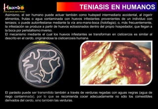 Asimismo, el ser humano puede actuar también como huésped intermediario accidental, al ingerir
alimentos, frutas o agua contaminada con huevos infestantes provenientes de un individuo con
teniasis; o puede autoinfestarse mediante la vía ano-mano-boca (holofagia); o, más frecuentemente,
la infestación se produce a partir de huevos eclosionados dentro del propio hospedador, que llegan a
la boca por peristaltismo inverso.
El mecanismo mediante el cual los huevos infestantes se transforman en cisticercos es similar al
descrito en el cerdo, originándose la cisticercosis humana.
El parásito puede ser transmitido también a través de verduras regadas con aguas negras (agua de
riego contaminada), por lo que se recomienda cocer adecuadamente no sólo los comestibles
derivados del cerdo, sino también las verduras.
TENIASIS EN HUMANOS
 