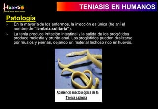 Patología
 En la mayoría de los enfermos, la infección es única (he ahí el
nombre de “lombriz solitaria”).
 La tenia produce irritación intestinal y la salida de los proglótidos
produce molestia y prurito anal. Los proglótidos pueden deslizarse
por muslos y piernas, dejando un material lechoso rico en huevos.
TENIASIS EN HUMANOS
 