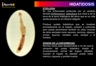 HIDATIDOSIS
ETIOLOGIA
Es una enfermedad producida por un parásito
llamado Echinococcus granulosus que viene a ser la
larva de la tenia hidatígena del perro que en su vida
adulta parasita en el intestino delgado.
Produce quistes hidatídicos que se localizan
principalmente en el hígado, corazón y pulmones
pero puede encontrarse también en otras vísceras
de otros animales como vacunos, porcinos, alpacas,
ovinos, equinos, venados, aves, conejos y el
hombre.
SIGNOS DE LA ENFERMEDAD
Muchas veces pasa desapercibida a no ser que la
ubicación del quiste hidatídico impida el
funcionamiento normal del órgano afectado.
Cuando el hígado es atacado puede haber
ictericia, caquexia y posible muerte.
 