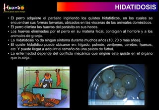 • El perro adquiere el parásito ingiriendo los quistes hidatídicos, en los cuales se
encuentran sus formas larvarias, ubicados en las vísceras de los animales domésticos.
• El perro elimina los huevos del parásito en sus heces.
• Los huevos eliminados por el perro en su materia fecal, contagian al hombre y a los
animales de granja.
• La Hidatidosis no da ningún síntoma durante muchos años (10, 20 o más años).
• El quiste hidatídico puede ubicarse en: hígado, pulmón, peritoneo, cerebro, huesos,
etc. Y puede llegar a adquirir el tamaño de una pelota de fútbol.
• La enfermedad depende del conflicto mecánico que origine este quiste en el órgano
que lo aloja.
HIDATIDOSIS
 