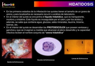  En los primeros estadios de la infestación los quistes tienen el tamaño de un grano de
arena y para localizarlos es necesario recurrir a análisis de laboratorio.
 En el interior del quiste se encuentra el líquido hidatídico, que es transparente,
incoloro y cristalino. Este líquido es incoagulable por el calor y por los ácidos y,
además, se sabe que contiene agua, glucosa, sales minerales, leucina, tirosina,
toxinas, etc.
 En el interior del quiste se desarrollan los PROTOESCOLEX que poseen ventosas y
ganchos y que se invaginan a medida que alcanzan el pleno desarrollo y la capacidad
infectiva reciben el nombre conjunto de “arena hidatídica”
Quiste de Echinococus
Escolex de Echinococus
Larvas de Echinococus
HIDATIDOSIS
 