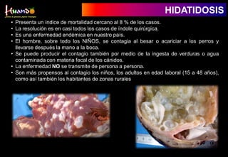 • Presenta un índice de mortalidad cercano al 8 % de los casos.
• La resolución es en casi todos los casos de índole quirúrgica.
• Es una enfermedad endémica en nuestro país.
• El hombre, sobre todo los NIÑOS, se contagia al besar o acariciar a los perros y
llevarse después la mano a la boca.
• Se puede producir el contagio también por medio de la ingesta de verduras o agua
contaminada con materia fecal de los cánidos.
• La enfermedad NO se transmite de persona a persona.
• Son más propensos al contagio los niños, los adultos en edad laboral (15 a 48 años),
como así también los habitantes de zonas rurales
HIDATIDOSIS
 