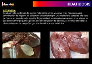 NECROPSIA
Se observa la existencia de quistes hidatídicos en las vísceras. Hay hepatomegalia,
decoloración del hígado, los quistes están cubiertos por una membrana parecida a la clara
de huevo, su tamaño varía y puede llegar hasta el tamaño de una naranja, en el interior es
posible observar pequeños puntos que son la fijación del escolex, al reventar el quiste se
observa líquido con pequeños grumos llamados arena hidatídica.
HIDATIDOSIS
 