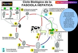 La Fasciola parasita
tanto a los animales
como a los hombres.
La infectación se hace
por el agua
contaminada no
hervida, por el
consumo de verduras
regadas con esta agua
y por el consumo de
berros crecidos en
acequias infectadas
DISTOMATOSIS HEPATICA
 