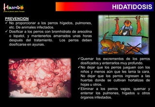 PREVENCION
 No proporcionar a los perros hígados, pulmones,
etc. De animales infectados.
 Dosificar a los perros con bromhidrato de arecolina
o lopatol, y mantenerlos amarrados unas horas
después del tratamiento. Los perros deben
dosificarse en ayunas.
Quemar los excrementos de los perros
dosificados y enterrarlos muy profundo.
No dejar que los perros jueguen con los
niños y menos aún que les lama la cara.
No dejar que los perros ingresen a las
huertas donde se cultivan hortalizas de
hojas u otros.
Eliminar a los perros vagos, quemar y
enterrar los pulmones, hígados u otros
órganos infestados.
HIDATIDOSIS
 