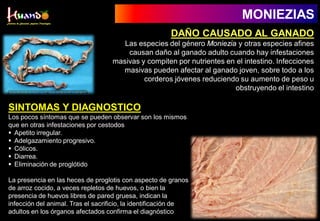 DAÑO CAUSADO AL GANADO
Las especies del género Moniezia y otras especies afines
causan daño al ganado adulto cuando hay infestaciones
masivas y compiten por nutrientes en el intestino. Infecciones
masivas pueden afectar al ganado joven, sobre todo a los
corderos jóvenes reduciendo su aumento de peso u
obstruyendo el intestino
SINTOMAS Y DIAGNOSTICO
Los pocos síntomas que se pueden observar son los mismos
que en otras infestaciones por cestodos
 Apetito irregular.
 Adelgazamiento progresivo.
 Cólicos.
 Diarrea.
 Eliminación de proglótido
La presencia en las heces de proglotis con aspecto de granos
de arroz cocido, a veces repletos de huevos, o bien la
presencia de huevos libres de pared gruesa, indican la
infección del animal. Tras el sacrificio, la identificación de
adultos en los órganos afectados confirma el diagnóstico
MONIEZIAS
 