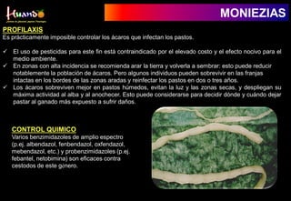 PROFILAXIS
Es prácticamente imposible controlar los ácaros que infectan los pastos.
 El uso de pesticidas para este fin está contraindicado por el elevado costo y el efecto nocivo para el
medio ambiente.
 En zonas con alta incidencia se recomienda arar la tierra y volverla a sembrar: esto puede reducir
notablemente la población de ácaros. Pero algunos individuos pueden sobrevivir en las franjas
intactas en los bordes de las zonas aradas y reinfectar los pastos en dos o tres años.
 Los ácaros sobreviven mejor en pastos húmedos, evitan la luz y las zonas secas, y despliegan su
máxima actividad al alba y al anochecer. Esto puede considerarse para decidir dónde y cuándo dejar
pastar al ganado más expuesto a sufrir daños.
MONIEZIAS
CONTROL QUIMICO
Varios benzimidazoles de amplio espectro
(p.ej. albendazol, fenbendazol, oxfendazol,
mebendazol, etc.) y probenzimidazoles (p.ej.
febantel, netobimina) son eficaces contra
cestodos de este género.
 