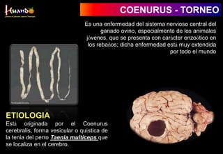COENURUS - TORNEO
Es una enfermedad del sistema nervioso central del
ganado ovino, especialmente de los animales
jóvenes, que se presenta con carácter enzoótico en
los rebaños; dicha enfermedad está muy extendida
por todo el mundo
ETIOLOGIA
Está originada por el Coenurus
cerebralis, forma vesicular o quística de
la tenia del perro Taenia multiceps que
se localiza en el cerebro.
 