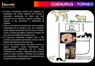 COENURUS - TORNEO
 El perro parasitado elimina los proglotis en
pastizales, los óvidos ingieren los huevos y
oncosfera contenidos en ellos, que tras
liberarse en el intestino, pasan a sangre, al
hígado, a los pulmones y finalmente al
cerebro.
 Tras un periodo de crecimiento, forma quistes
localizados en el cerebro, que van creciendo
hasta adquirir el tamaño de una nuez e incluso
al de un huevo de gallina, dando la imagen de
una vesícula rellena de líquido claro.
 El Coenurus cerebralis contiene 500 a 700
escólex que pueden apreciarse a través de la
pared transparente de la vesícula.
 La vía de contaminación del perro ocurre al
ingerir cerebros ovinos parasitados. Los
hospedadores definitivos de la Taenia
multiceps son el perro, especialmente el perro
pastor, y otros cánidos, mientras que el papel
de hospedador intermediario corresponde casi
exclusivamente al ganado lanar.
 