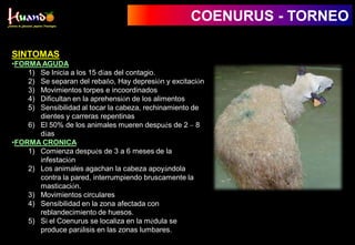 COENURUS - TORNEO
SINTOMAS
•FORMA AGUDA
1) Se Inicia a los 15 días del contagio.
2) Se separan del rebaño, Hay depresión y excitación
3) Movimientos torpes e incoordinados
4) Dificultan en la aprehensión de los alimentos
5) Sensibilidad al tocar la cabeza, rechinamiento de
dientes y carreras repentinas
6) El 50% de los animales mueren después de 2 – 8
días
•FORMA CRONICA
1) Comienza después de 3 a 6 meses de la
infestación
2) Los animales agachan la cabeza apoyándola
contra la pared, interrumpiendo bruscamente la
masticación.
3) Movimientos circulares
4) Sensibilidad en la zona afectada con
reblandecimiento de huesos.
5) Si el Coenurus se localiza en la médula se
produce parálisis en las zonas lumbares.
 