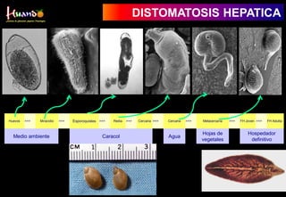 4
Huevos >>> Miracidio >>> Esporoquistes >>> Redia >>> Cercaria >>> Cercaria >>> Metacercaria >>> FH Joven >>> FH Adulta
Medio ambiente Caracol Agua
Hojas de
vegetales
Hospedador
definitivo
DISTOMATOSIS HEPATICA
 