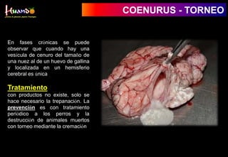 COENURUS - TORNEO
En fases crónicas se puede
observar que cuando hay una
vesícula de cenuro del tamaño de
una nuez al de un huevo de gallina
y localizada en un hemisferio
cerebral es única
Tratamiento
con productos no existe, solo se
hace necesario la trepanación. La
prevención es con tratamiento
periódico a los perros y la
destrucción de animales muertos
con torneo mediante la cremación
 
