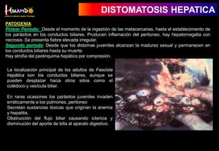 PATOGENIA
Primer Período: Desde el momento de la ingestión de las metacercarias, hasta el establecimiento de
los parásitos en los conductos biliares. Producen inflamación del peritoneo, hay hepatomegalia con
necrosis. Se presenta fiebre elevada irregular.
Segundo periodo: Desde que los distomas juveniles alcanzan la madurez sexual y permanecen en
los conductos biliares hasta su muerte.
Hay atrofia del parénquima hepático por compresión.
La localización principal de los adultos de Fasciola
hepática son los conductos biliares, aunque se
pueden desplazar hacia otros sitios como el
colédoco y vesícula biliar.
En raras ocasiones los parásitos juveniles invaden
erráticamente a los pulmones, peritoneo
Secretan sustancias tóxicas que originan la anemia
y hepatitis.
Obstrucción del flujo biliar causando ictericia y
disminución del aporte de bilis al aparato digestivo.
DISTOMATOSIS HEPATICA
 